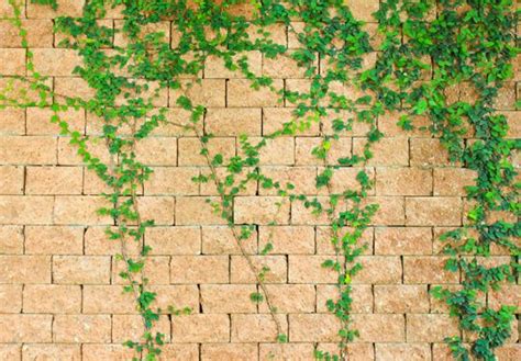 Vines Growing On A Brick House Landscapers Seva Call Blog Brick