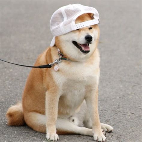 7 Dogs Wearing Hats You Need To See Before You Die