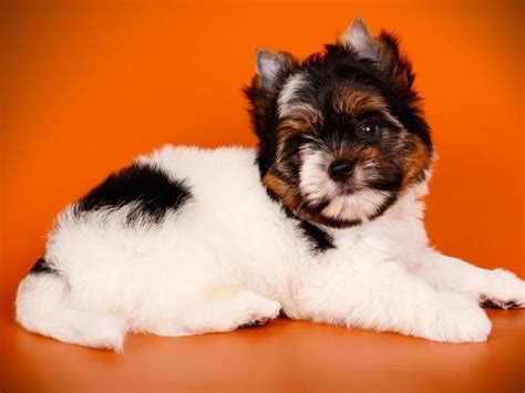 Meet The Newest Recognized Dog Breed The Biewer Terrier Always Pets