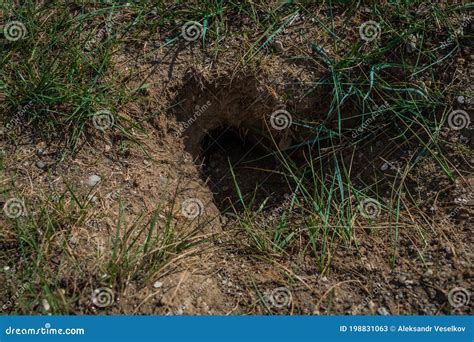Small Burrow Of Rodent Squirrel In Ground Of Steppe Land With Green