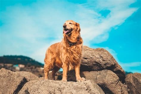 Are Golden Retrievers Good Protection Dogs