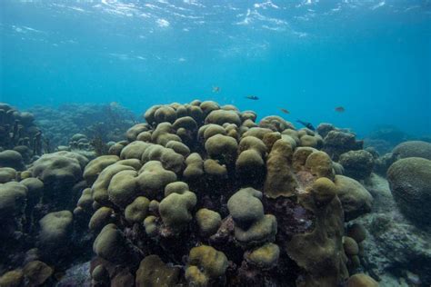 Tobago Under Coral Bleaching Alert Trinidad And Tobago Newsday