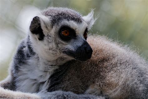 Lemur Catta Christophe Sertelet