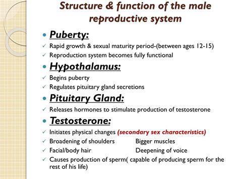 Ppt The Male Reproductive System Powerpoint Presentation Free 41114