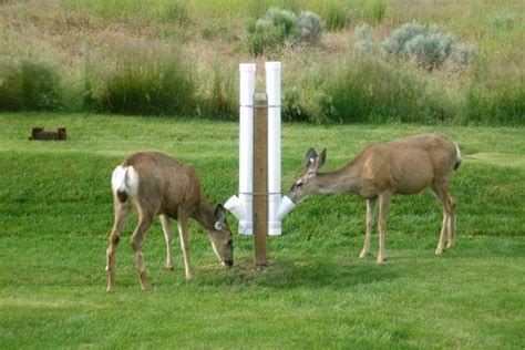 That's why a deer feeder is such a great choice if you love wild animals like this. The Easiest Way on How to Make a Deer Feeder
