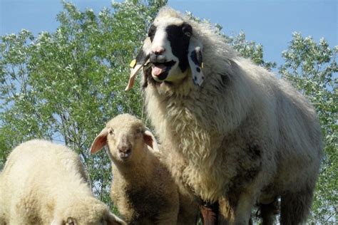16 Dairy Sheep Breeds A To Z List With Pictures Fauna Facts