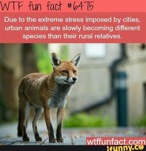 10 Incredibly Interesting Facts About Foxes You Probably Didnt Know