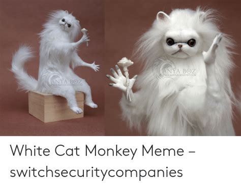 Nya Boz Anyabozartistcom Nya Boz Com White Cat Monkey Meme