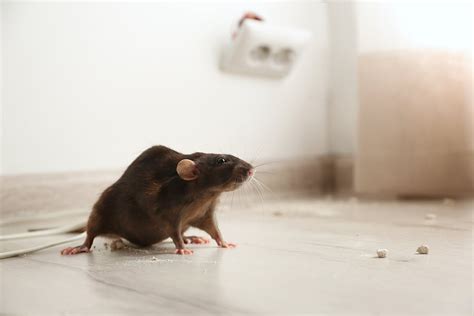 10 Easy Tips For Preventing Mice And Rats Rodent Control