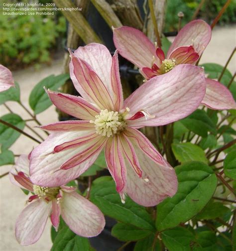 Their garden hybrids have been popular among gardeners, beginning with clematis × jackmanii, a garden standby since 1862; PlantFiles Pictures: Clematis, Montana Clematis, Early ...