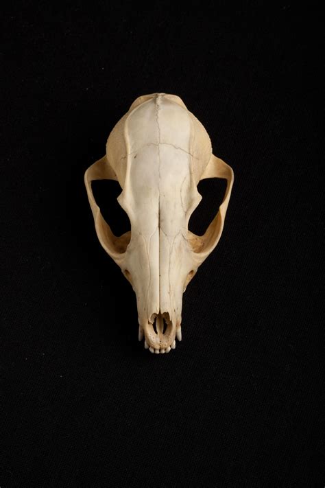 Carnegie Museum Of Natural History Fox Skull Skull Animal Skeletons