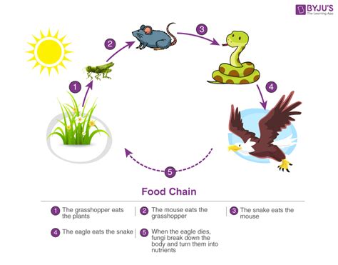 Food Chain Definition Types Examples Faqs