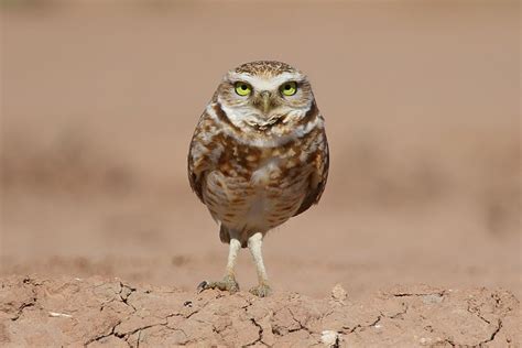 Burrowing Owls Desert Photography Anza Borrego Desert