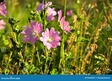 Beautiful Pink Wildflowers In The Grass At Evening Sunlight Stock Image