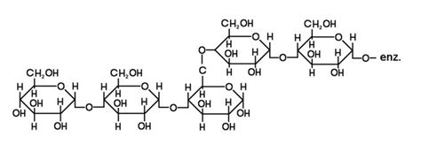 Que Son Los Polisacáridos Ejemplos Y Funciones Definiciones Y Conceptos