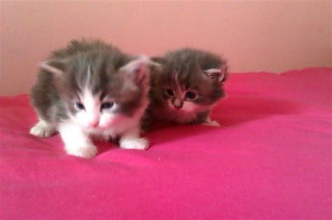 Grey And White Beautiful Long Haired Fluffy Kittens