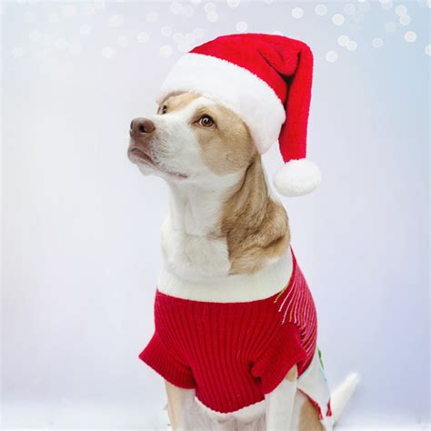 Dogs Dressed As Santa Vlrengbr