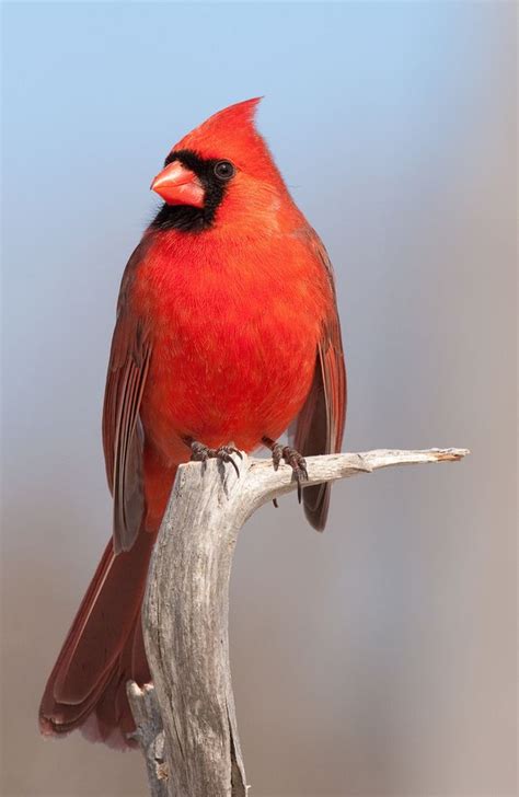 Indianas State Bird The Northern Cardinal State Birds Northern