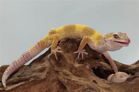 Do Leopard Geckos Climb Do They Like It