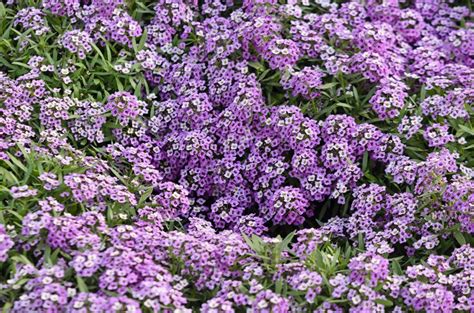 Alyssum How To Plant And Care For Sweet Alyssum Flowers Garden Design