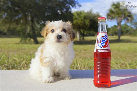 Being the country's only native dog, the havanese is the national dog of cuba. Meet Nice Nicholas the Havanese for Adoption in FL ...