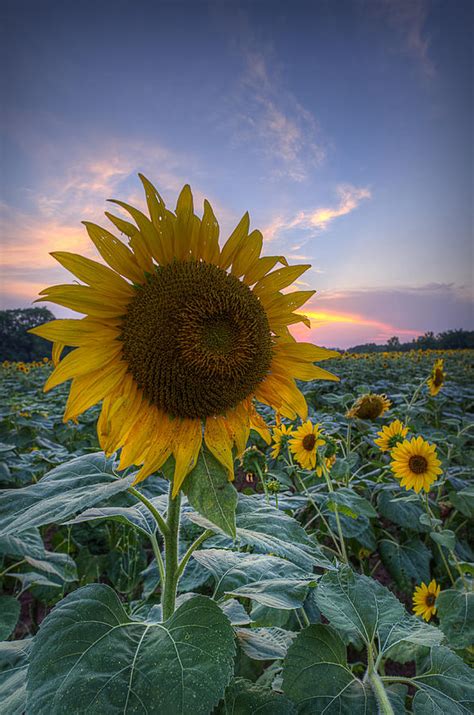 Sunflower Sunset Photograph By Michael Donahue