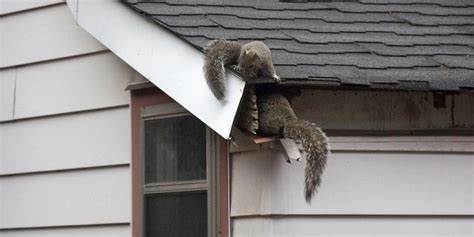 How To Keep Squirrels Away From Your House Repel Deter