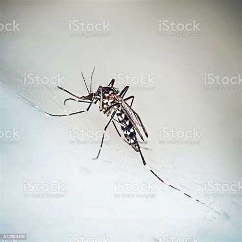 Tiger Mosquito Aedes Albopictus Stock Photo Download Image Now