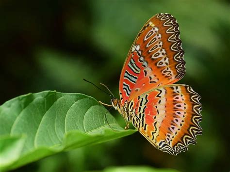 Butterflies Evolved From Moths About 100 Million Years Ago In North America Npr