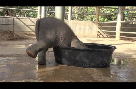 Its nice to wash together and she enjoys splashing with me. Baby elephant might be a little too big for his bathtub.