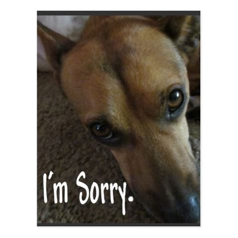 Im Sorry Sad Dog Postcard Zazzle