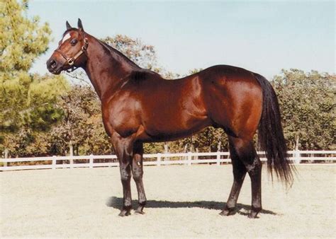 Famous horses in indian history,famous horses of indian kings, famous horses names in movies, famous war horses ww1, famous horses in shri maharana pratap singh history in hindi get information about haldi ghati war. TOP 9 Most Famous Horses In The World in 2020 | Horses ...