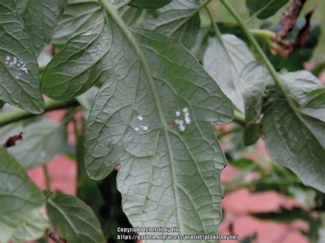 How to remove scale from cactus plants. Pest Control Library: Mealybugs - Garden.org