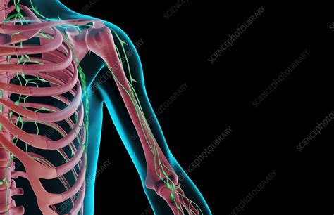 The Lymph Supply Of The Shoulder And Upper Arm Stock Image F001