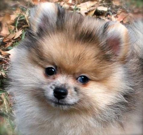 Maltese Long Haired Chihuahua Mix