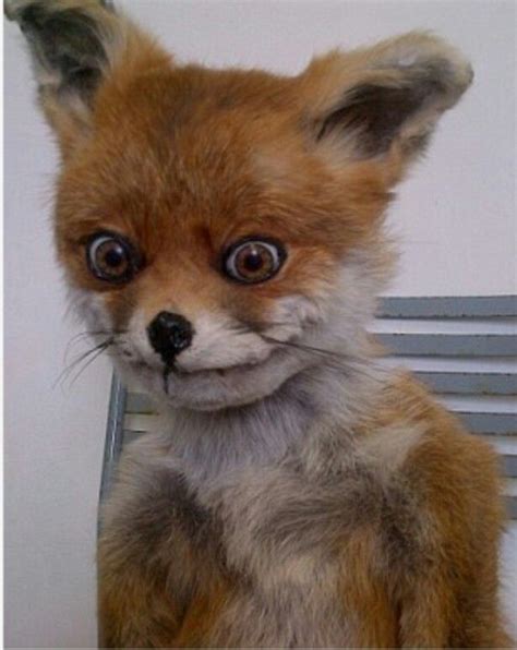 Bad Taxidermy Meme Creepy Stuffed Fox