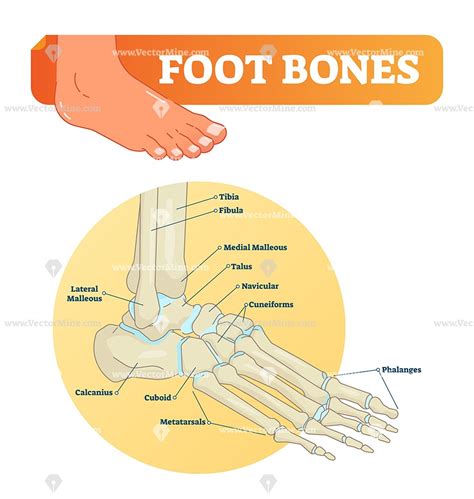 Foot Bones Anatomical Vector Illustration Labeled Diagram Vector