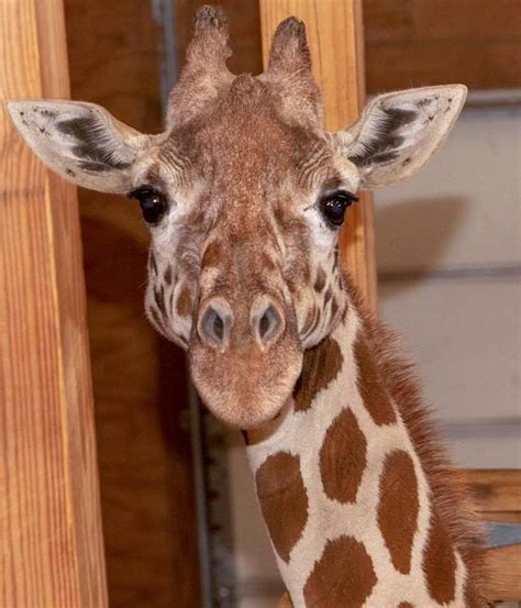 April The Giraffe Who Became An Internet Sensation During Pregnancy Dies