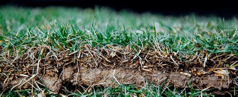 Combining toughness with beauty, tifway 419 has been the most popular sports turf for the last 40 years. Lawn Maintenance & Installation