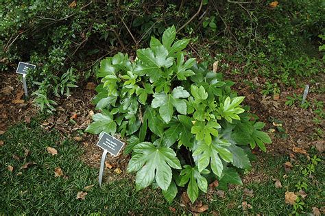 Japanese Fatsia Fatsia Japonica In Red Wing Lake City Goodhue Maiden