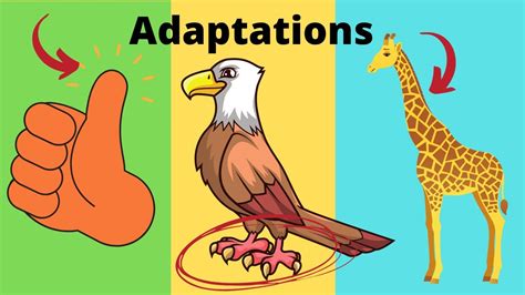 What Are Adaptations Adaptations In Biology Examples Youtube
