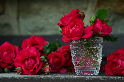 Free Images Petal Glass Love Red Romantic Pink