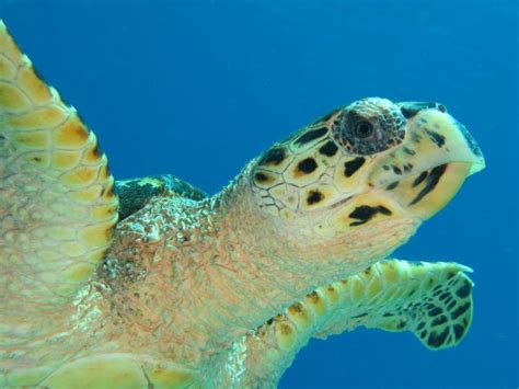 Hawksbill Turtle Wave H2o Visions Bonaire Animais