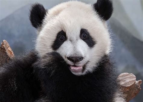 Panda Updates Monday June 26 Zoo Atlanta
