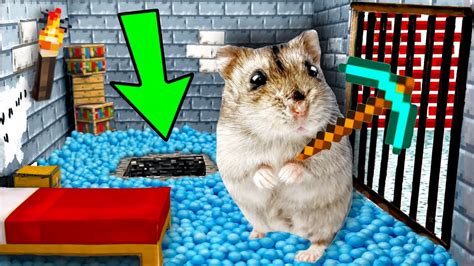🐹🆘hamster Escapes The Minecraft Maze Obstacle Course Youtube