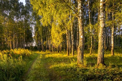 Sunrise In A Birch Forest On A Sunny Summer Morning With Fog Stock