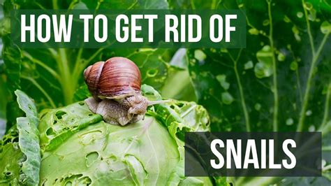 How To Get Rid Of Slugs And Snails In Your Garden Fasci Garden