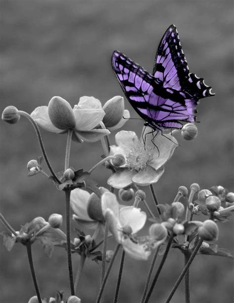 Black And White Purple Butterfly On Flower Wall Art Matted