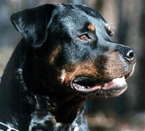 Working Rottweiler Raining Cats And Dogs Rotweiler