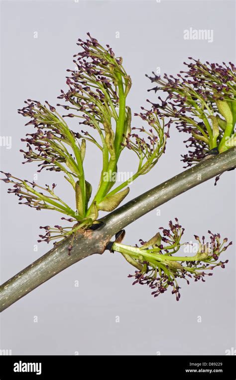 Flowers On Ash Fraxinus Excelsior Wood In Spring Stock Photo Alamy